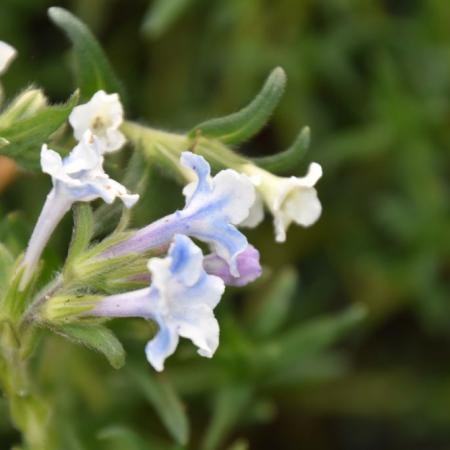 Lithodora diffusa 'Cambridge Blue'