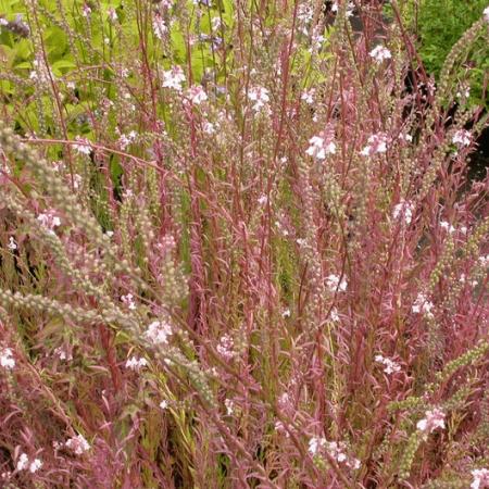 Linaria purpurea 'Canon J. Went'