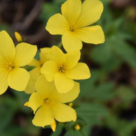 Linum flavum 'Compactum'