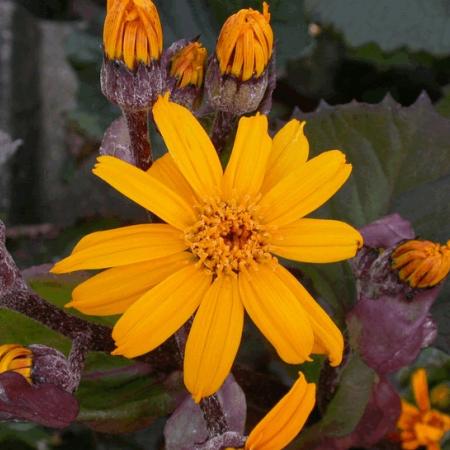 Ligularia dentata 'Desdemona'