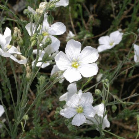 Linum perenne 'Diamant'