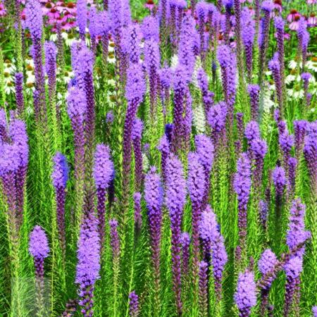 Liatris spicata 'Floristan Violet'