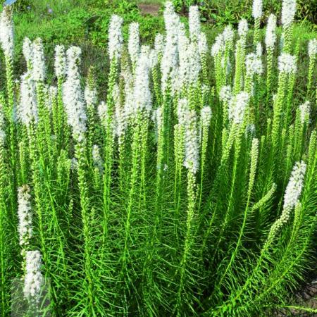 Liatris spicata 'Floristan Weiss'