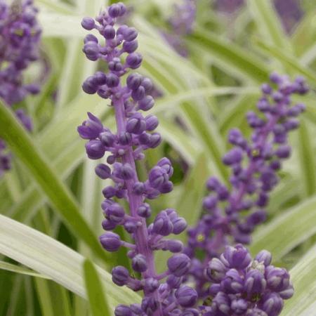 Liriope muscari 'Gold Band'