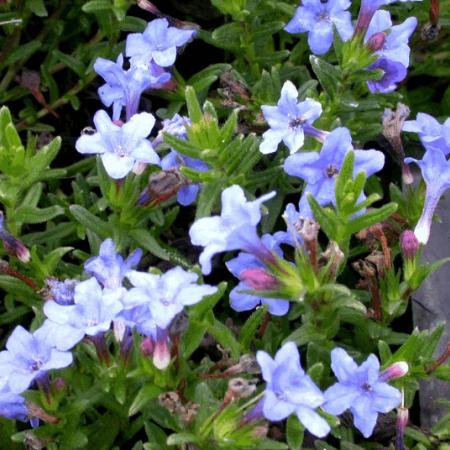 Lithodora diffusa 'Heavenly Blue'