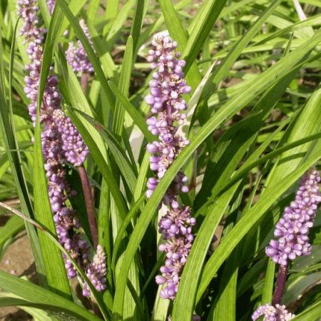 Liriope muscari 'Ingwersen'