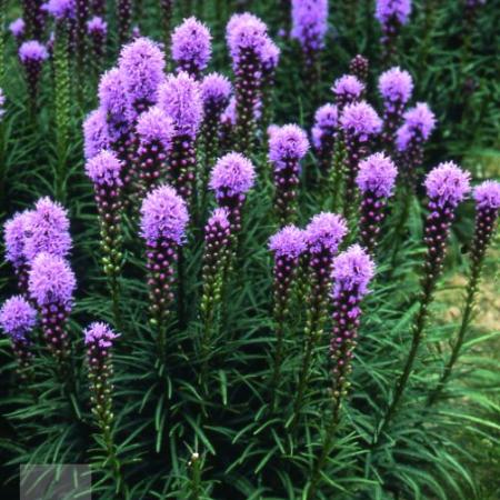 Liatris spicata 'Kobold'