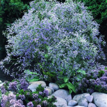 Limonium latifolium