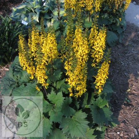 Ligularia hybride 'Little Rocket'