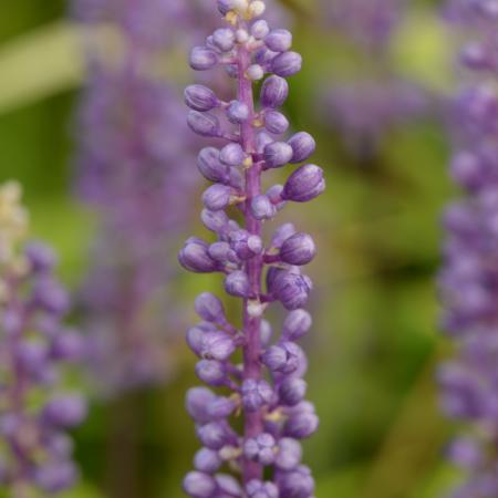 Liriope muscari 'Moneymaker'