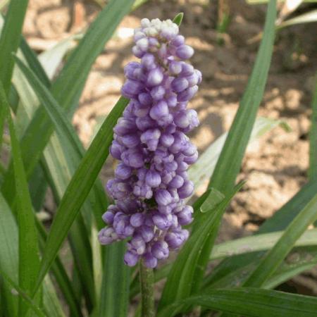 Liriope muscari