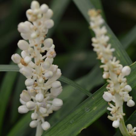 Liriope muscari 'Monroe White'