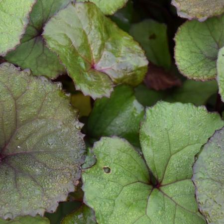 Ligularia dentata 'Othello'