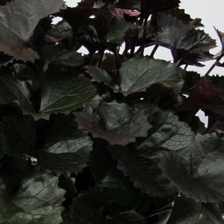 Ligularia hybride 'Pandora'