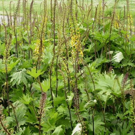 Ligularia przewalskii