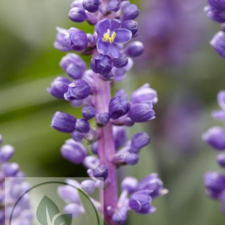 Liriope muscari 'Royal Purple'