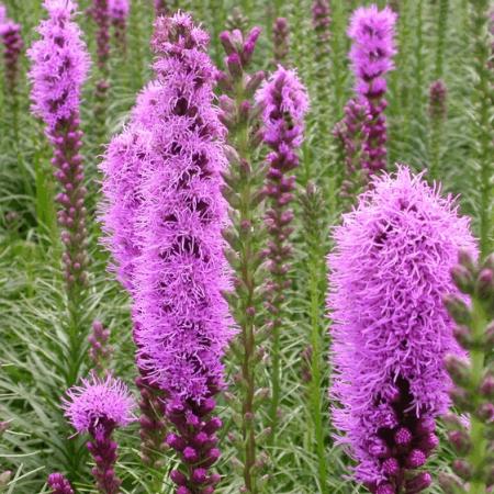 Liatris spicata