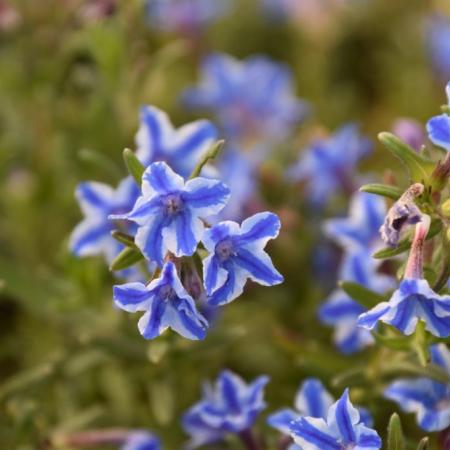 Lithodora diffusa 'Star'