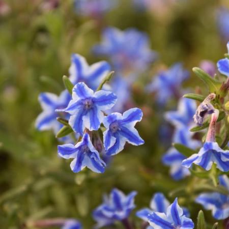 Lithodora diffusa 'Star'