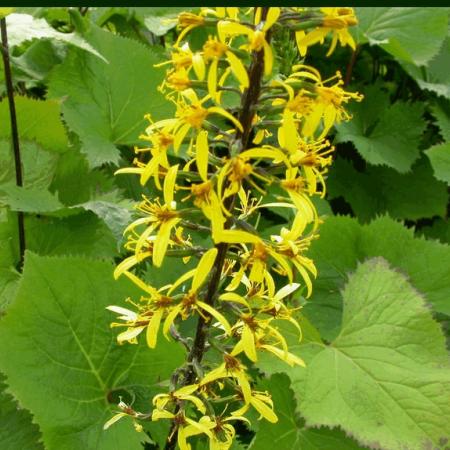 Ligularia stenocephala 'The Rocket'