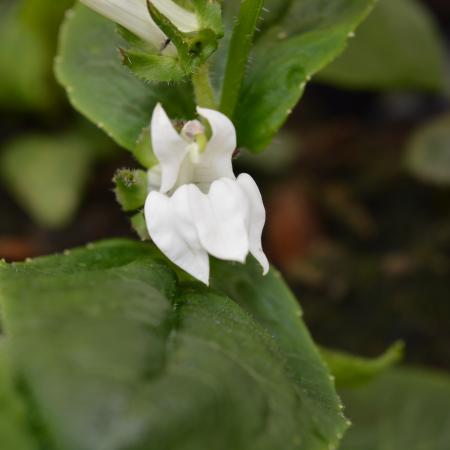 Lobelia siphilitica 'Alba'