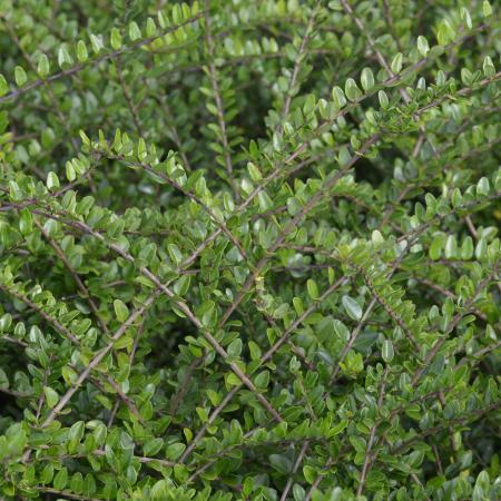 Lonicera nitida 'Elegant'