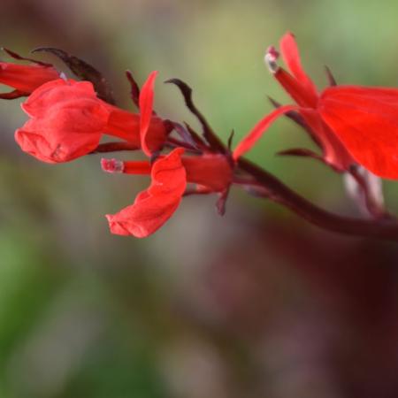 Lobelia fulgens 'Queen Victoria'