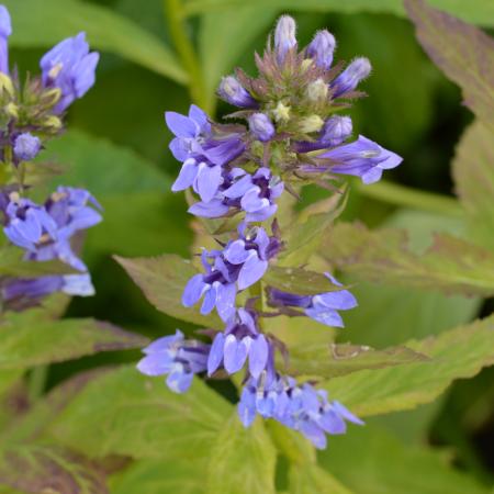 Lobelia siphilitica