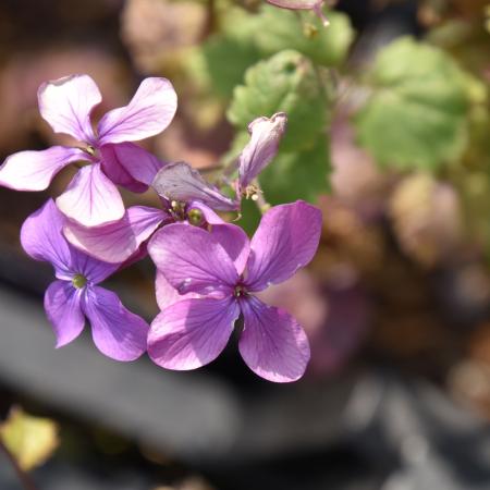 Lunaria annua