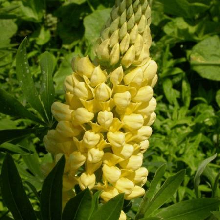 Lupinus 'Chandelier' (Kronleuchter)