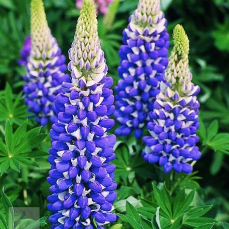 Lupinus 'Gallery Blue'