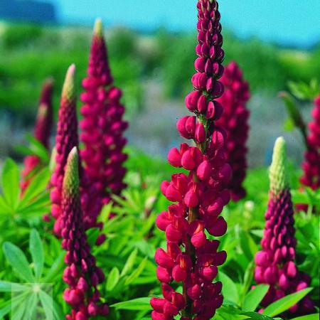 Lupinus 'Gallery Red'