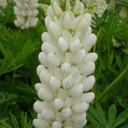 Lupinus 'Gallery White'