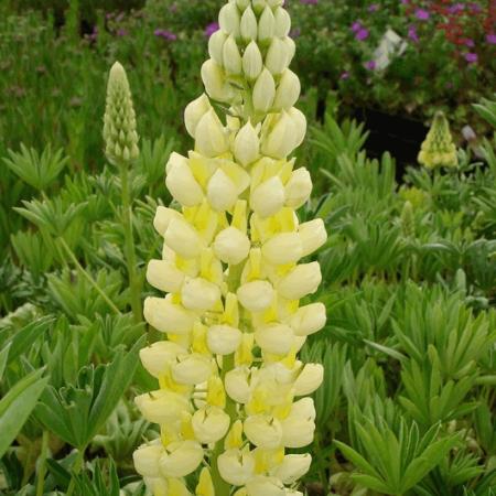 Lupinus 'Gallery Yellow'