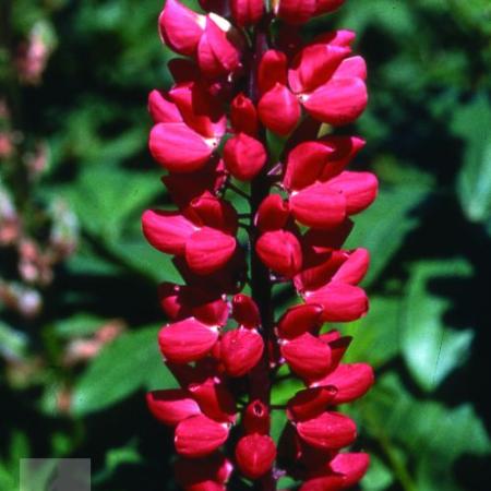 Lupinus 'My Castle'