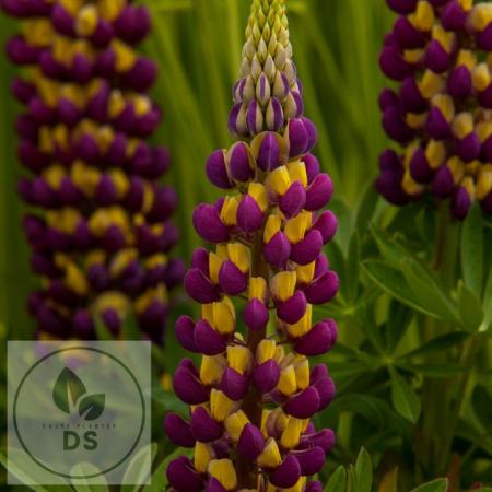 Lupinus 'Manhatten Lights' 