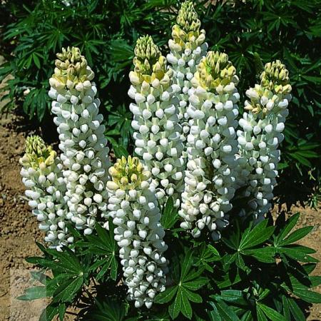 Lupinus 'Noble Maiden'