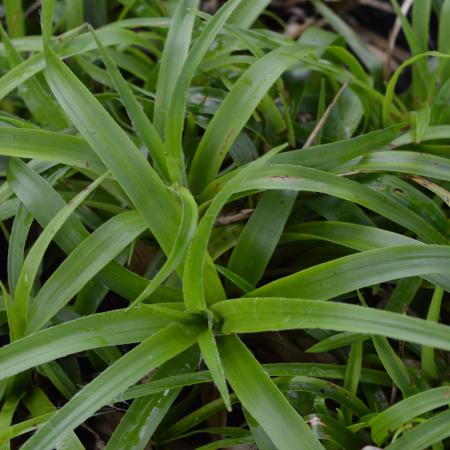 Luzula sylvatica 'Onderbos'