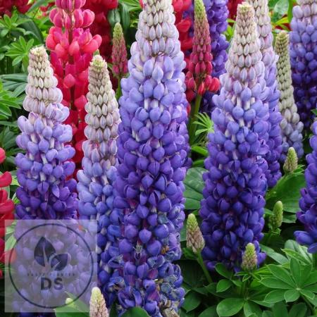 Lupinus 'Persian Slipper' 