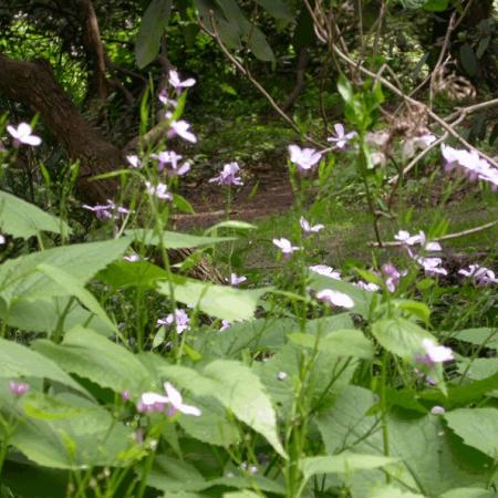 Lunaria rediviva