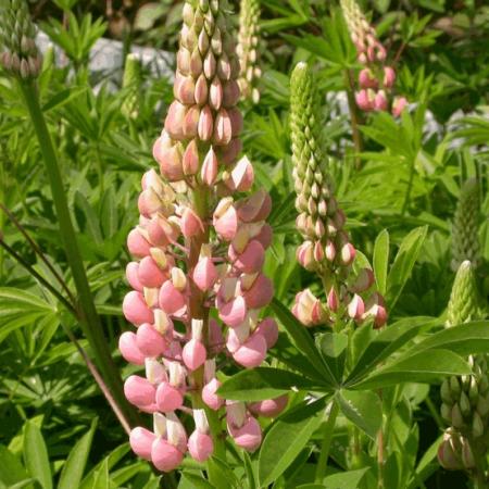 Lupinus 'The Chatelaine'