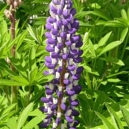 Lupinus 'The Governor'