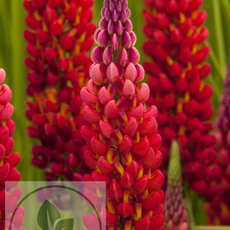 Lupinus 'Towering Inferno' 