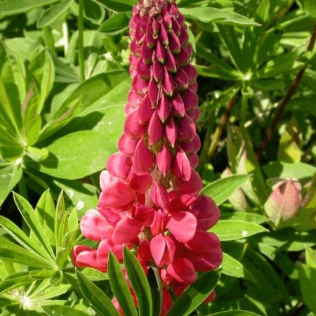 Lupinus 'The Pages'