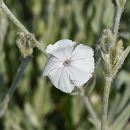 Lychnis coronaria 'Alba'