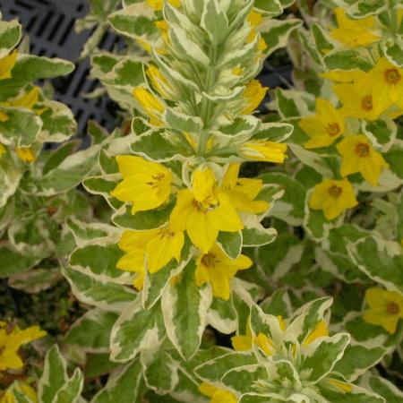 Lysimachia punctata 'Alexander'