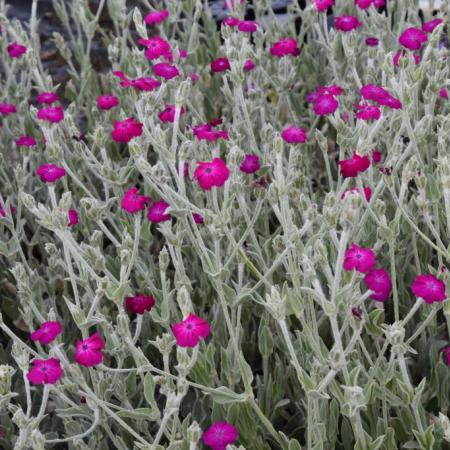 Lychnis coronaria 'Atrosanguinea'