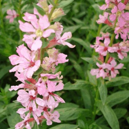 Lythrum salicaria 'Blush'