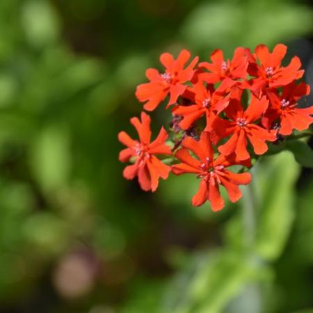 Lychnis chalcedonica