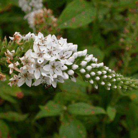 Lysimachia clethroides